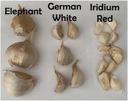Elephant Garlic Cloves