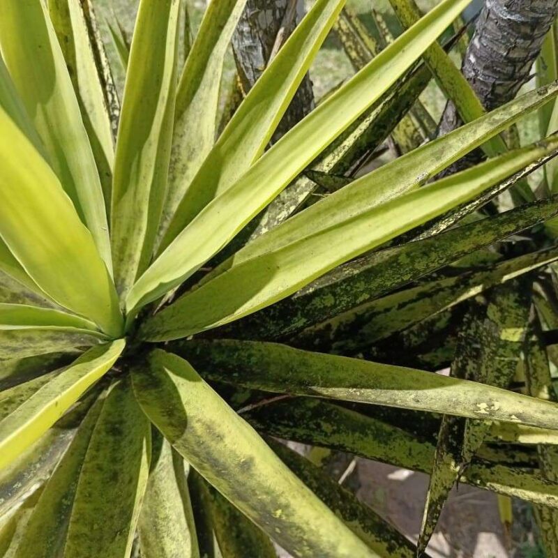 Aloe with Vitavermi Shield