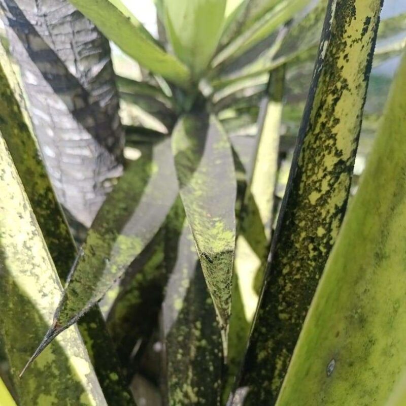 black mildew