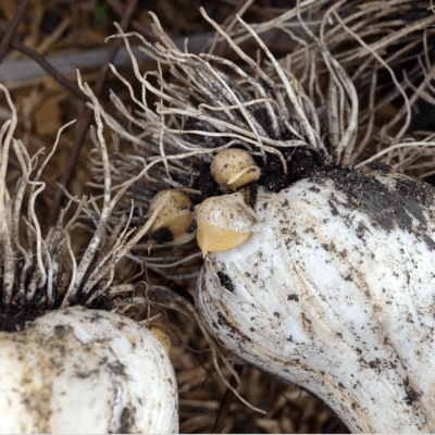 Elephant garlic corms cormels