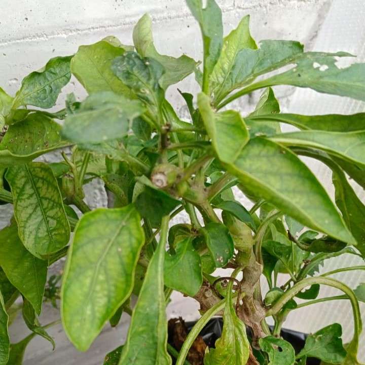 Pepper Aphid pre-test