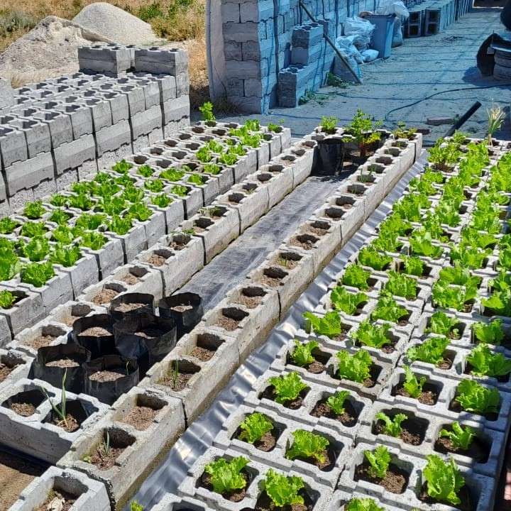 vermiponic lettuce