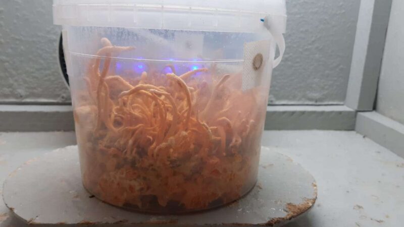 Cordyceps Militaris Cultivation