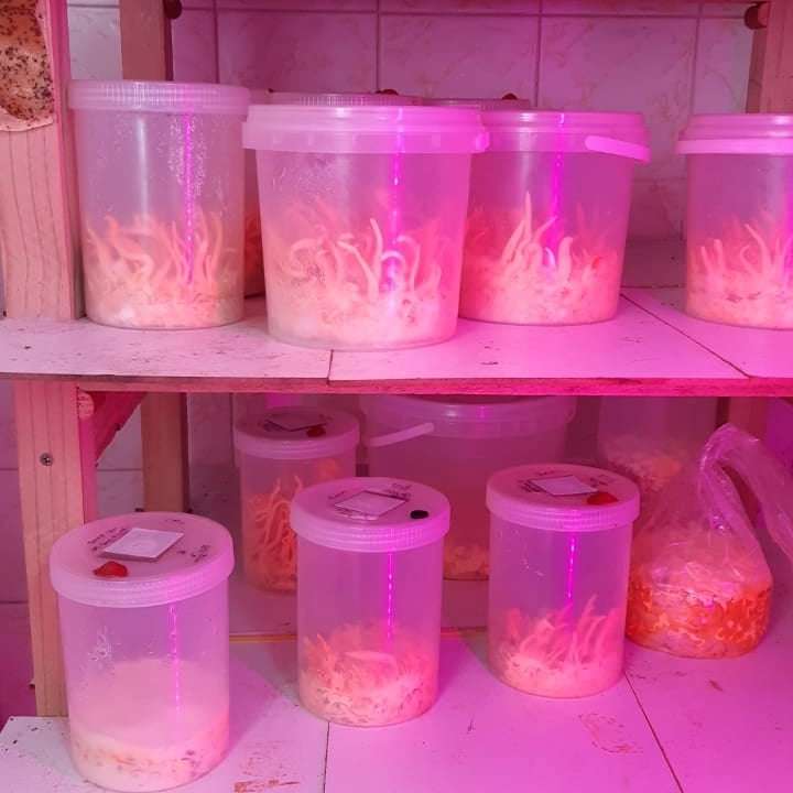 Cordyceps grow space