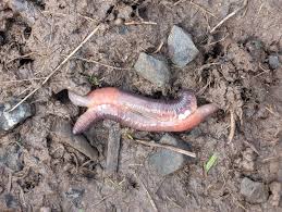 Mating earthworms.