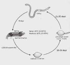 Vermiculture Worm life cycle