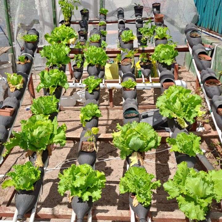 soda-bottle lettuce