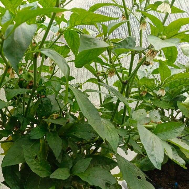 vitavermi pepper flowers