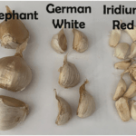 Elephant garlic comparisons