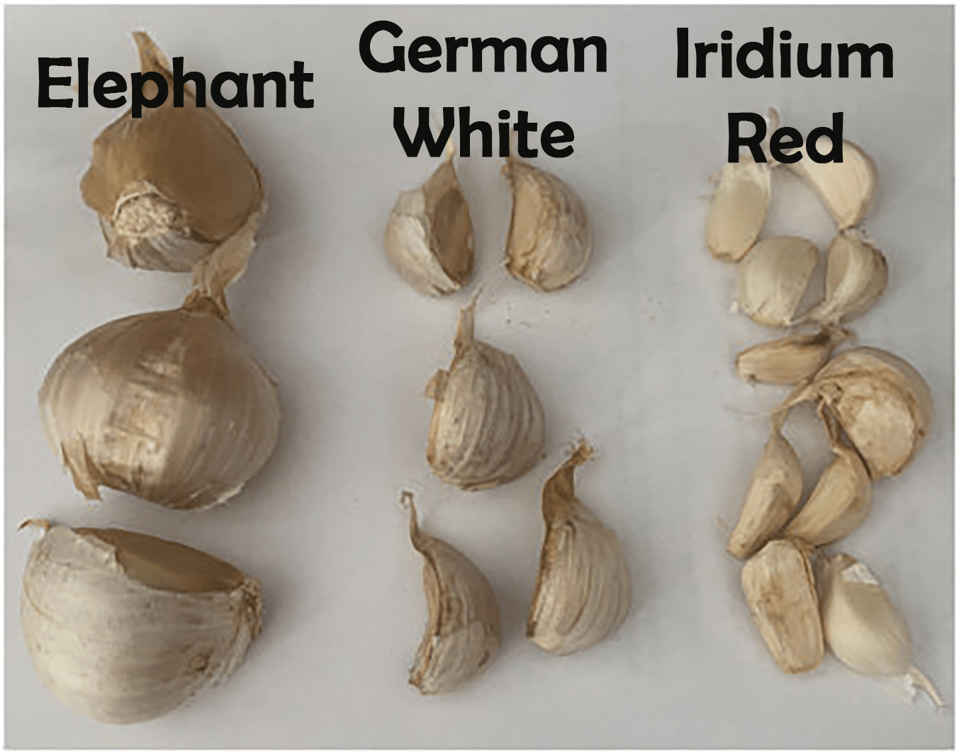 Elephant garlic comparisons
