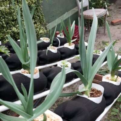 Elephant garlic rounds plant