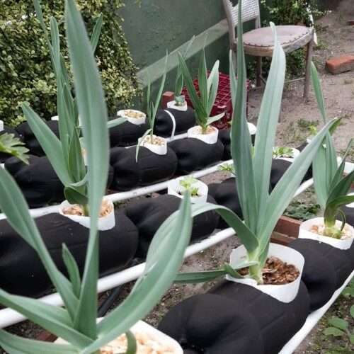 Elephant garlic rounds plant