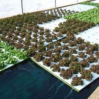 DWC rafts