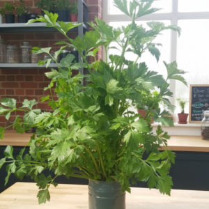 Vermiponic Planter Celery Deepai