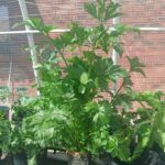 Vermiponic celery
