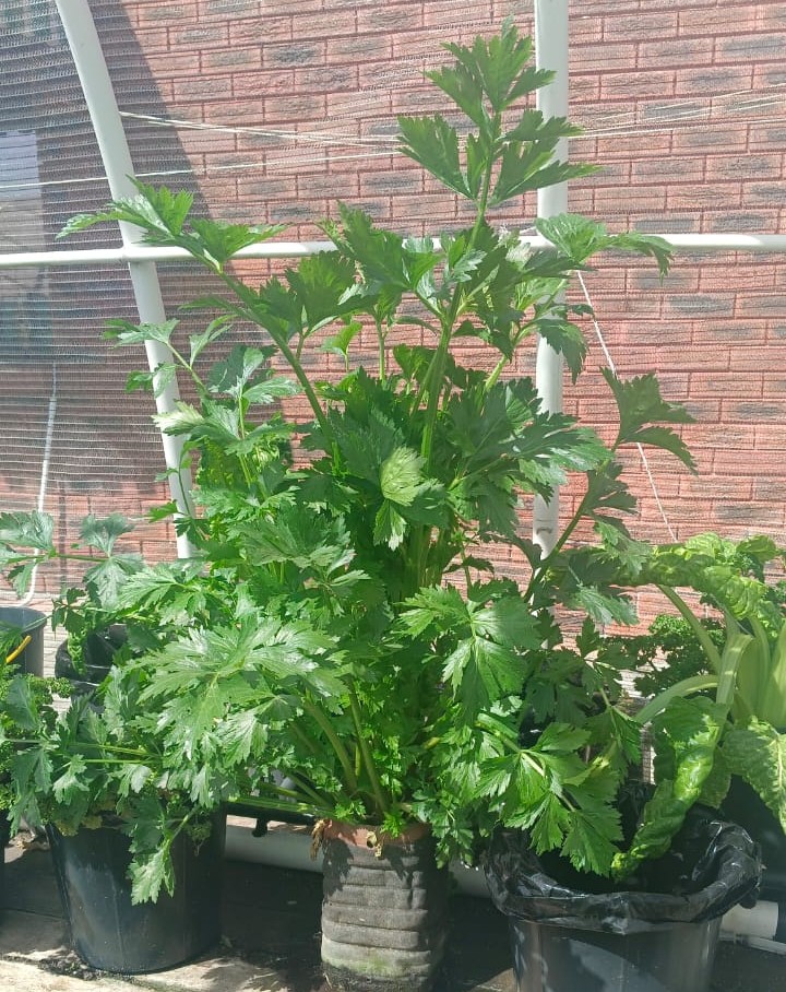 Vermiponic celery