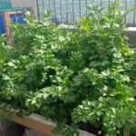Vermiponic Celery