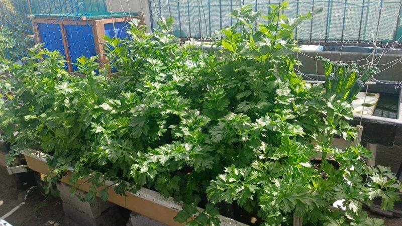 Vermiponic Celery