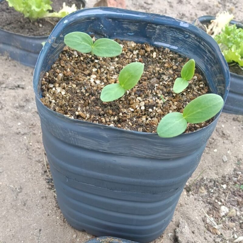 BAM Seedling Kit