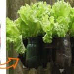 lettuce in a soda bottle planter