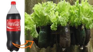 lettuce in a soda bottle planter