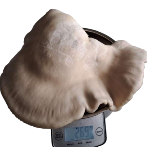 beech buna shimeji