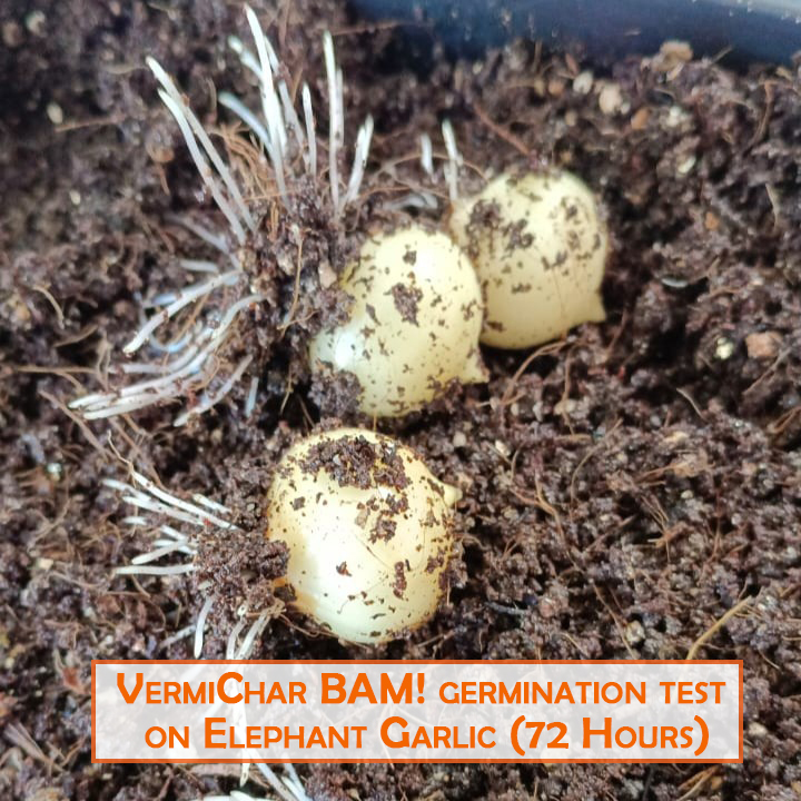 VitaVermi BAM! on Elephant Garlic Round Germination
