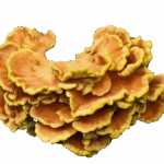 chicken of the woods