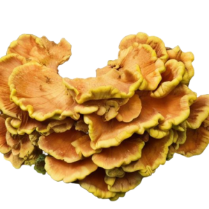 chicken of the woods