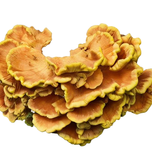 chicken of the woods