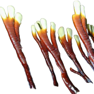 Reishi Deerhorn - Medicinal Immortal Mushroom