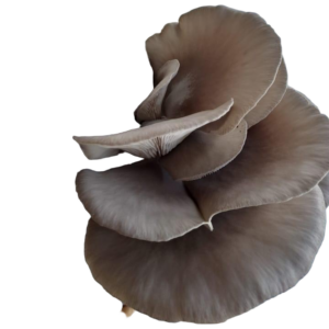Low Spore Oyster Mushroom - Allergy-Safe Growth