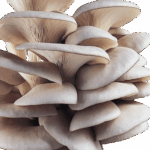 Grey Oyster