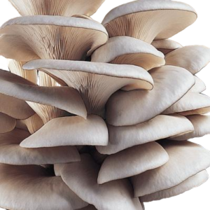 Grey Oyster