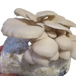 Pearl Oyster