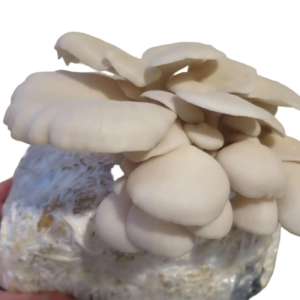 Pearl Oyster