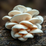 Photorealistic close-up of a beautiful, fresh cluster of White Oyster mushrooms (Pleurotus ostreatus) growing on a hardwood log. The cluster should be pristine, with elegant, overlapping caps in shades of white and pale grey. Soft, natural lighting from the side, with a blurred, dark background (bokeh effect) to make the mushrooms pop. A few water droplets on the caps to suggest freshness. Studio quality, professional food photography, vibrant colors.