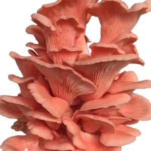 Pink Oyster Mushroom for Vibrant Harvests