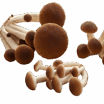 Pioppino Mushroom Agrocybe Aegerhita
