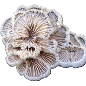 Splitgill Mushroom Culture for Unique Fungal Projects