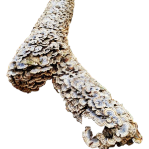 Turkey Tail