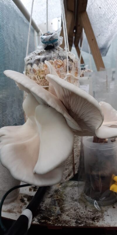 white oyster log