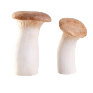 King Oyster Mushroom Culture for Gourmet Cultivation
