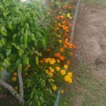 Marigold flowers on Vitavermi BAM!
