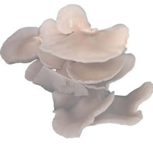 Commercial White Oyster | High-Yield Prolific Strain
