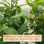 VitaVermi BAM! Aphid Test