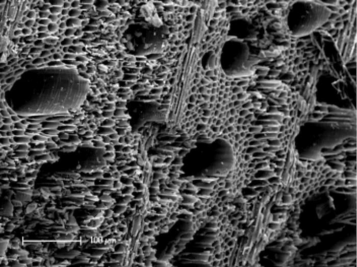 Biochar under the microscope