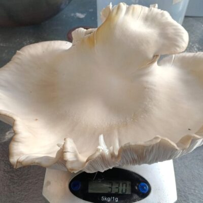 BunduBoost 330g record