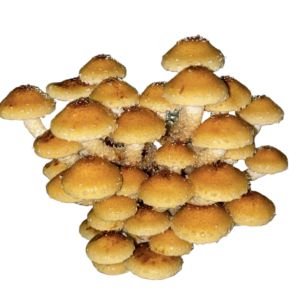 Chestnut Mushroom - for Nutty Flavour Harvests