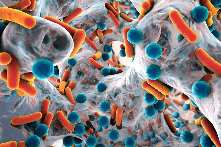 Biofilm matrix of bacteria